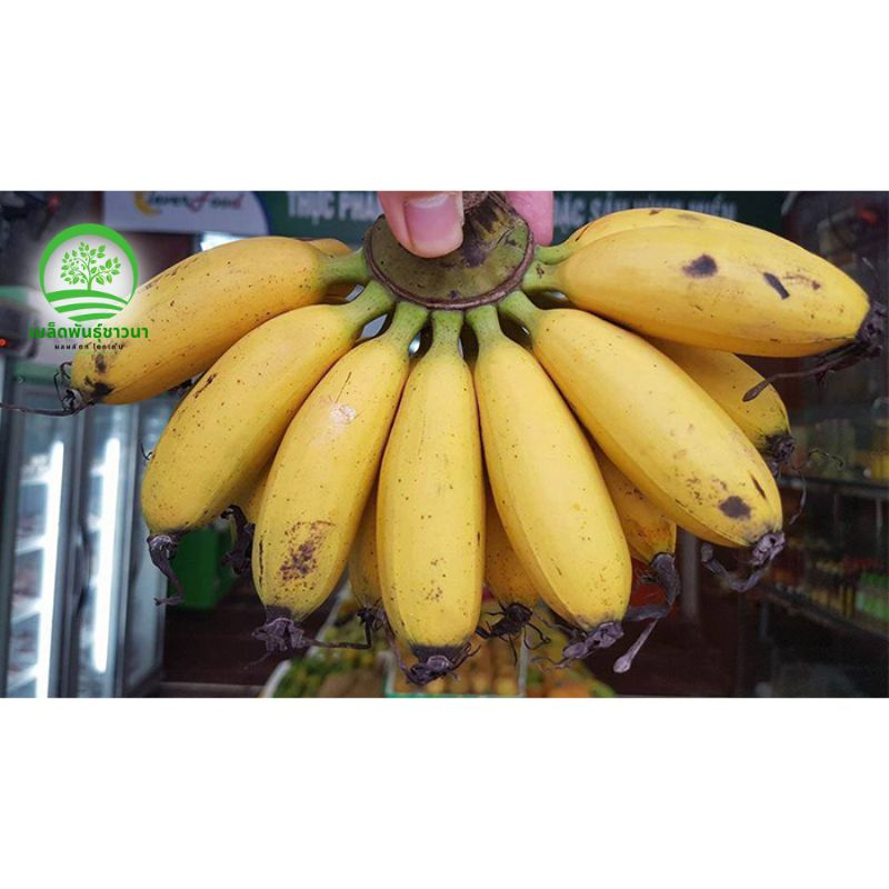 ต้นกล้วยน้ำว้าที่มีใบเหลืองสุกฉ่ำน้ำ-เป็นต้นกล้ามาตรฐานที่ให้ผลผลิตโดดเด่นที่สุดในตลาด