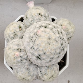 Mammillaria plumosa แมมขนนกขาวดอกสีชมพู ขนเวียน