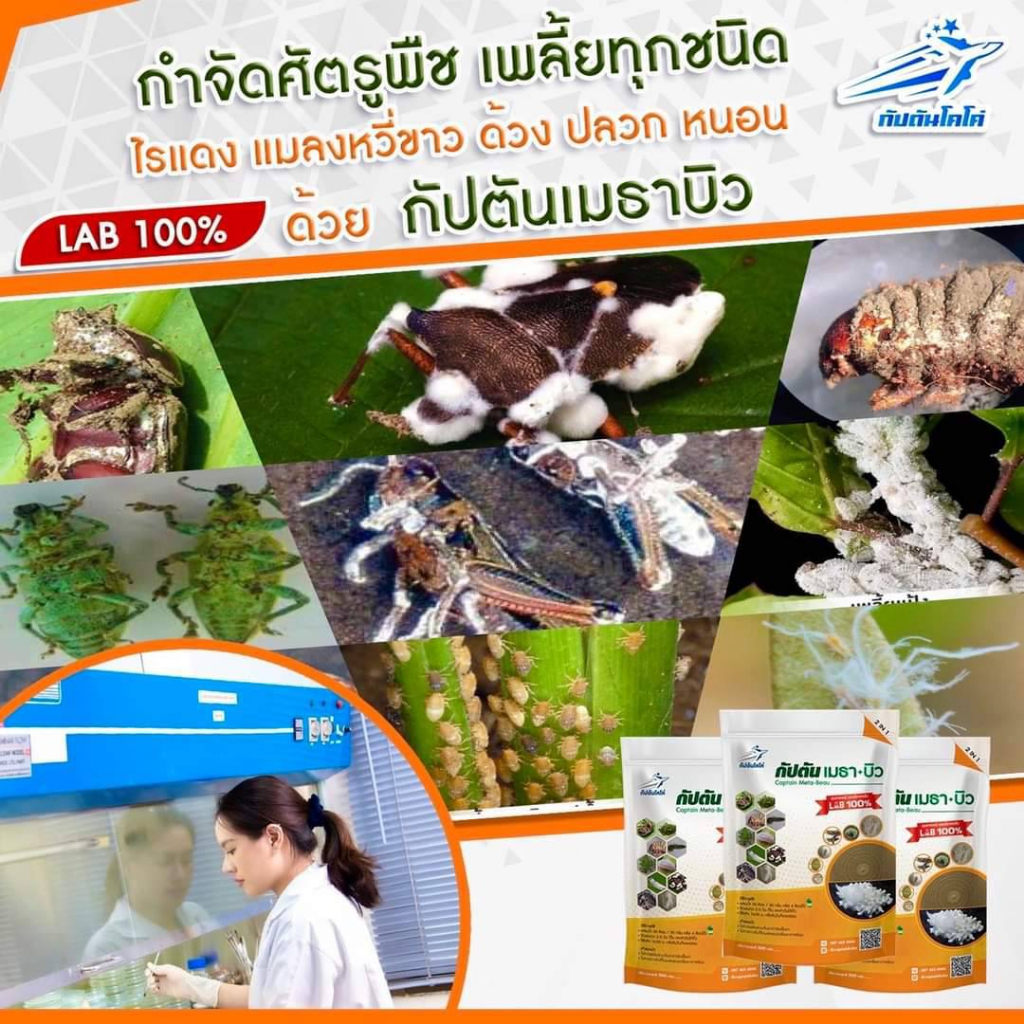 กำจัด-ด้วง-เพลี้ย-แมลงศัตรูพืช-1-ซอง-500-กรัม-บิวเวอร์เรีย-เมธาไรเซียม-กัปตัน-เมธา-บิว-ปลอดภัย-100