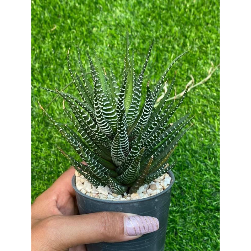 Haworthia attenuata cv. wide zebra กระถาง3นิ้วไม้อวบน้ำ Succulents (แค ...