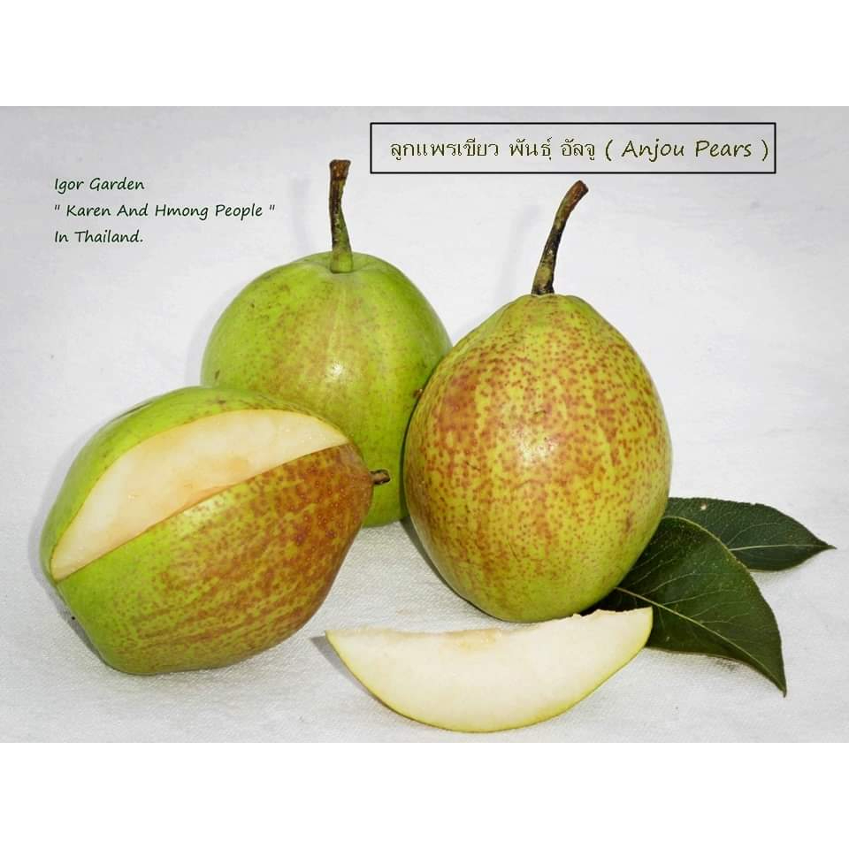 1กิ่งตอน-กิ่งตอน-ลูกแพรเขียว-พันธุ์-อัลจู-anjou-pears-ลูกแพร-พิสุทธิ์