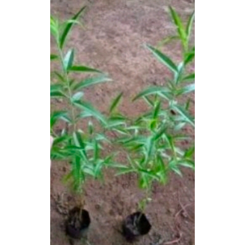 1ต้น-ต้น-ลูกท้อจีน-พันธุ์-ผลเล็ก-สีขาว-อมชมพู-ต้นลูกท้อจีน-ต้นท้อ-ต้นลูกท้อ-ลูกท้อ-พิสุทธิ์