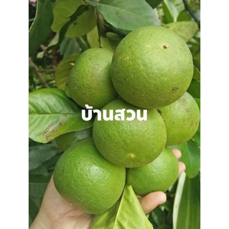 ต้นมะนาว-พันธุ์แป้นพิจิตร-1