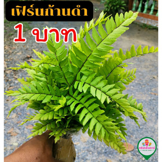 เฟินก้านดำ สำหรับปลาและสัตว์น้ำ  [คัดพิเศษ] แถมฟรีทุกออรเดอร์