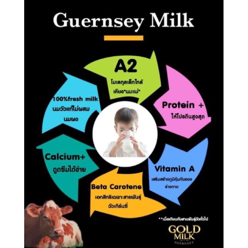 ยกลัง-gold-milk-นมโคแท้-premium-จากวัวสายพันธ์-guernsey