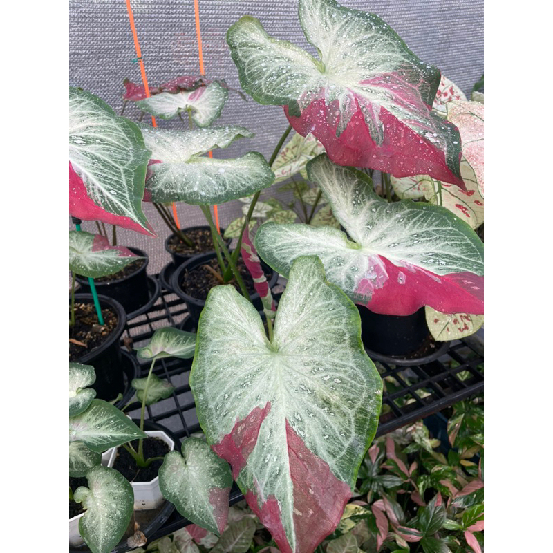 ต้นบอนสี-ชายชล-ป้ายแดงจัดจ้าน-caladium-sp