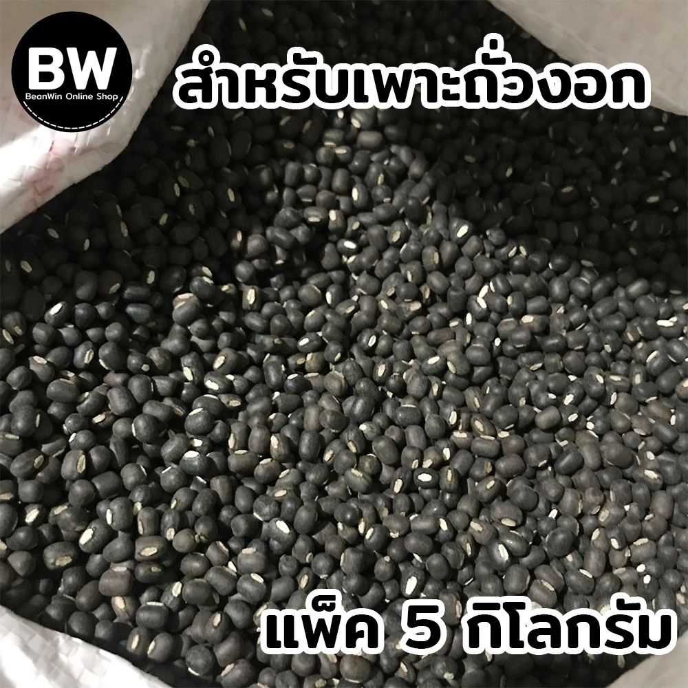 beanwin-ถั่วแขกพม่าผิวดำ-สำหรับเพาะถั่วงอก-แพ็ค-5-กก-อัตรางอกดี-ถั่วงอก-ถั่วเขียว-ถั่วแขก