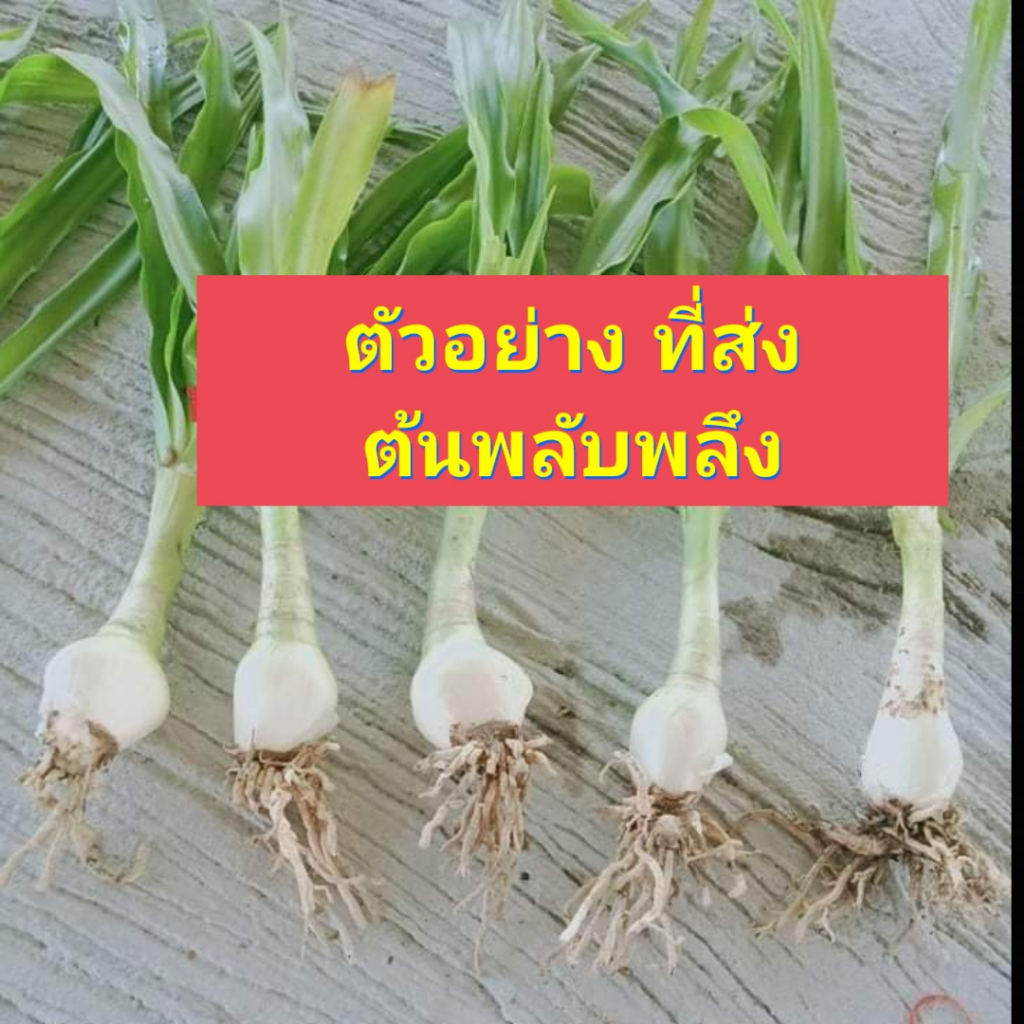 1หัว-ต้น-หัว-ต้นพลับพลึง-พลับพลึง-สี-ชมพู-ขาว-แดง-สวนสามพี่น้อง