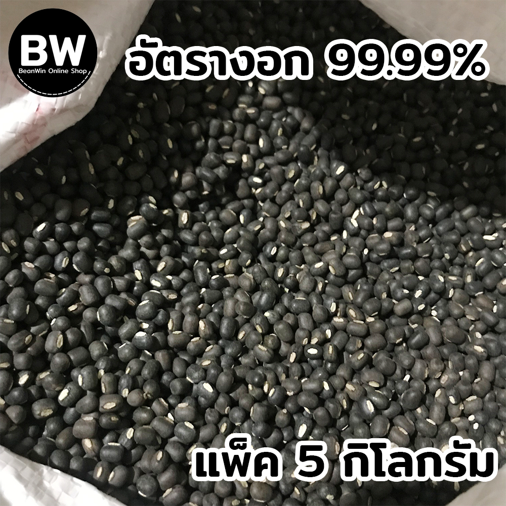 beanwin-ถั่วแขกพม่าผิวดำ-สำหรับเพาะถั่วงอก-แพ็ค-5-กก-อัตรางอกดี-ถั่วงอก-ถั่วเขียว-ถั่วแขก