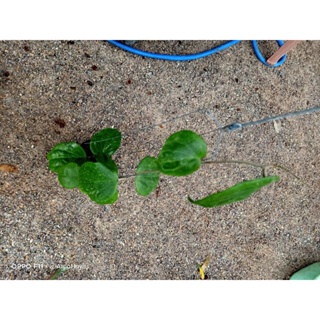 Hoya balaensis โฮย่าใบใหญ่