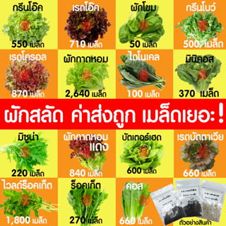 เช็ครีวิวสินค้า*ค่าส่งถูก* ผักสลัด เมล็ดผัก เมล็ดผักสลัด (2,000เมล็ด+) เมล็ดพันธุ์ เมล็ดพันธุ์ผักสลัด งอกดี ปลูกผัก สลัด กรีนโอ๊ค คอส