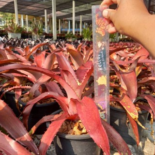 สับปะรดสี Ae.Bracteata Red หรือจระเข้แดง  ไม้ตัวนี้สามารถโตได้ถึง 1 เมตรสีแดงสวยน่าจะสม