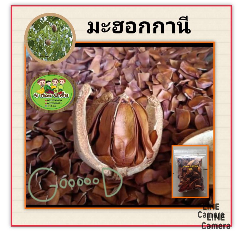 เมล็ดพันธุ์ต้นมะฮอกกานี-เมล็ดพันธุ์มะฮอกกานีใบใหญ่-ชุดล่ะ-50-เม็ด