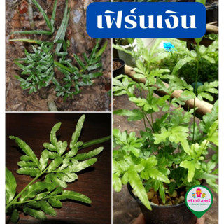 เฟิร์นเงิน ถอนต้นสดติดราก ห่อตุ้มส่ง