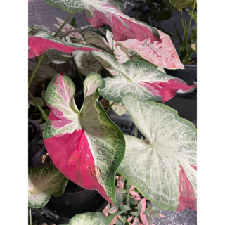 ต้นบอนสี ชายชล  ป้ายแดงจัดจ้าน   Caladium sp.