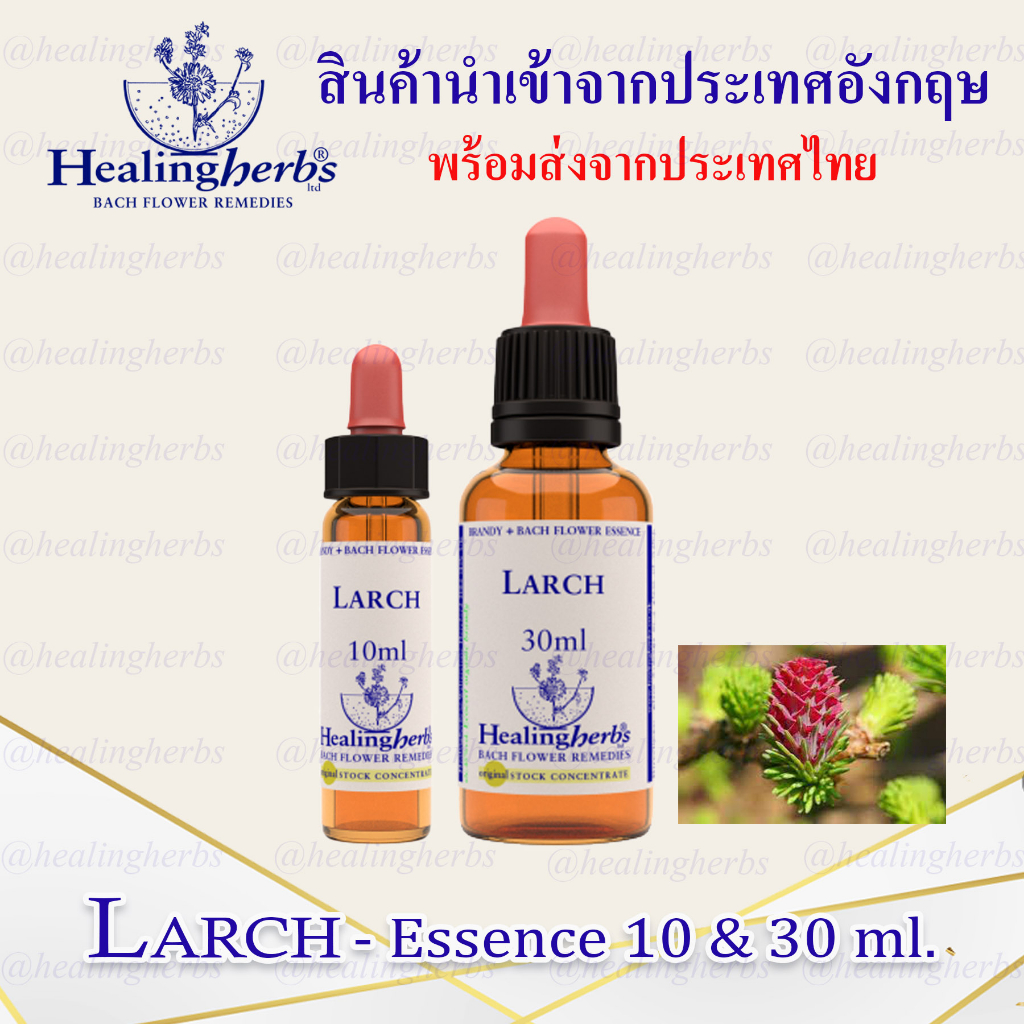 (Larch) Bach Flower Rescue Essence (droppler) ขนาด 10 ml. หรือ 30 ml. ของแท้ 100 ***พร้อมส่ง