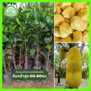 ต้นขนุนยักษ์มาเลเซียสีเหลือง สูง 40-60 ซม. ปลูกในดินที่มีสารอาหารครบถ้วน ไม่แห้งหรือแฉะเกินไป