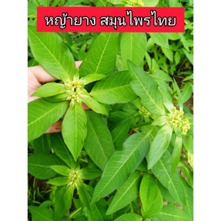 หญ้ายาง​ (ต้นยางอึ่ง)​ ทำยาสมุนไพร​หรือจะนำไปปลูกก็ได้