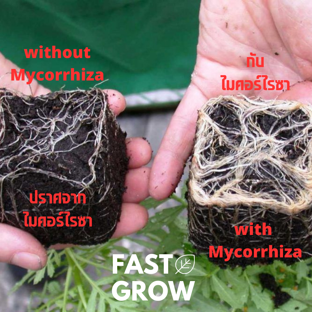 mycorrhiza-fastgrow-เชื้อราที่มีประโยชน์-ไมคอร์ไรซาคือฮีโร่ในดินของคุณ-ออร์แกนิค-100