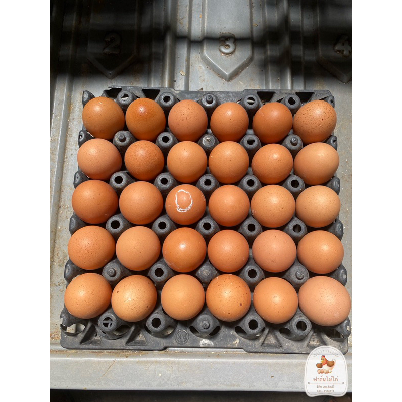 ไข่ไก่เบอร์-0-จัมโบ้-สด-ใหม่-จากฟาร์ม-ไข่ออกทุกวัน