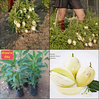 (1ต้น) มี2สีให้เลือก ต้น เปปิโนเมล่อน ผล สีม่วง สีเหลือง Purple Pepino Melon Yellow Melon ต้นเปปิโนเมล่อน / พิสุทธิ์