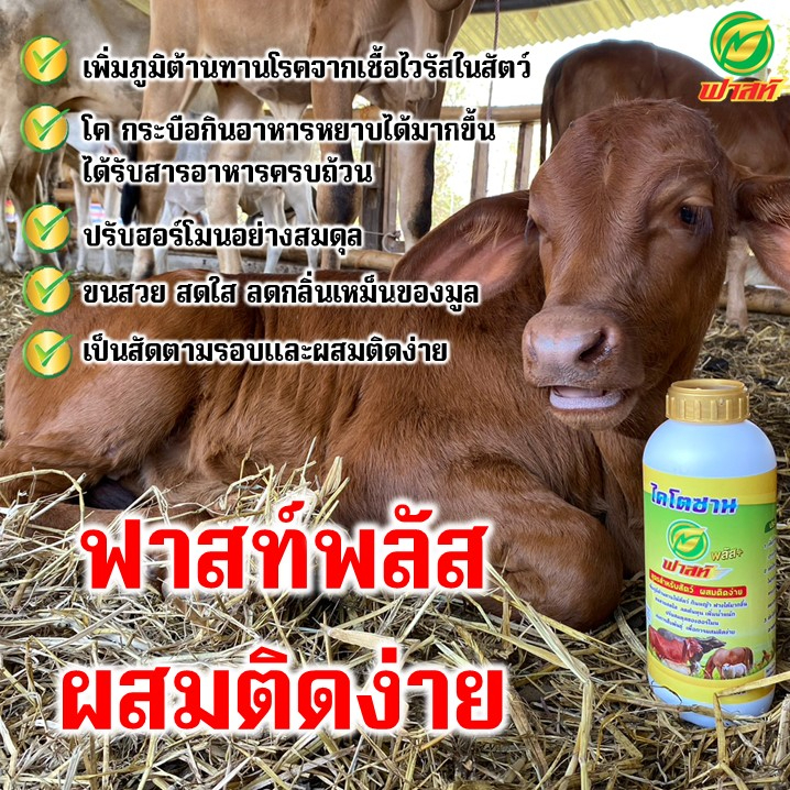 ไคโตซานเร่งโต-ผสมติดง่าย-ขุนบำรุง-เป็นสัดตามรอบ