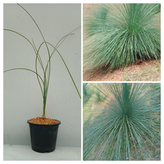 หญ้าต้น/Black Boy /ไม้ทะเลทราย/หญ้าต้นสีดำ/Xanthorrhoea johnsonii.ไม้หายาก/ไม้สะสม/RareItem