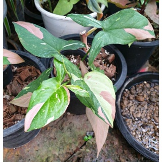 Syngonium red spot tricolor เงินไหลมาสามสี เงินไหลมาไตรคัลเลอร์