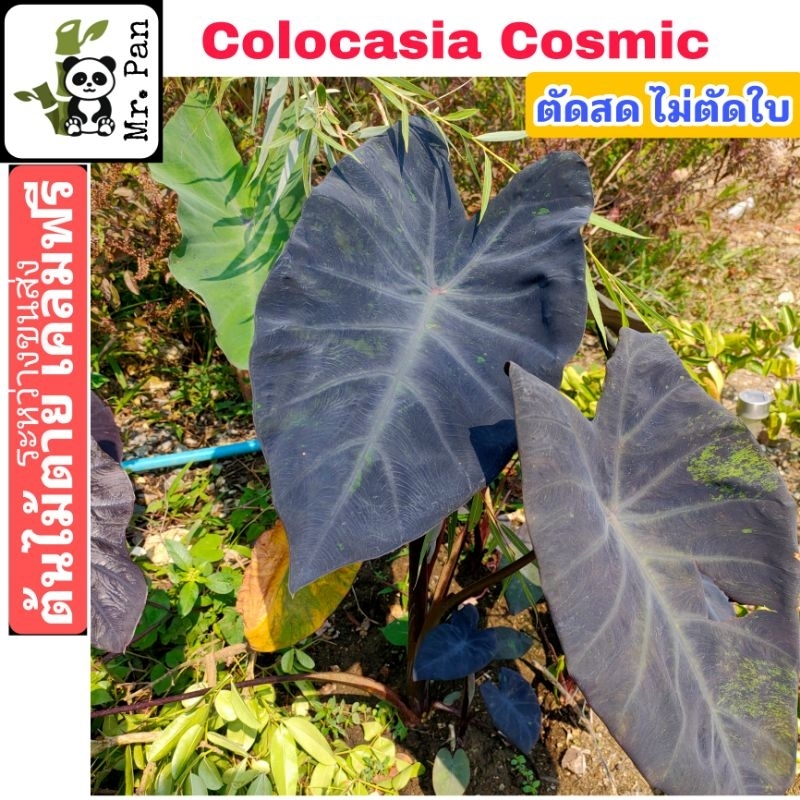 colocasia-cosmic-ตัดสดไม่ตัดใบ-โคโลคาเซีย-คอสมิค