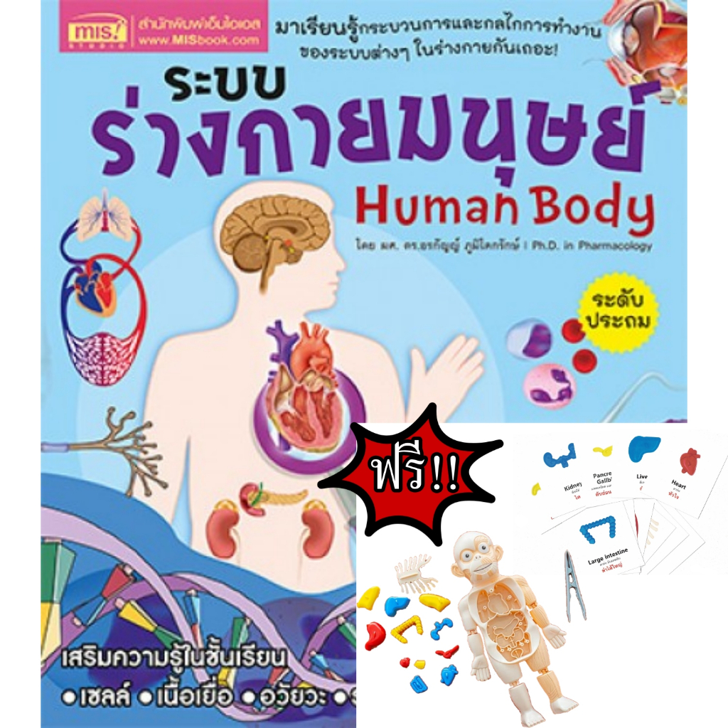 ระบบร่างกายมนุษย์ Human Body ระดับประถม ฟรี โมเดลร่างกายมนุษย์+การ์ดคำ ...