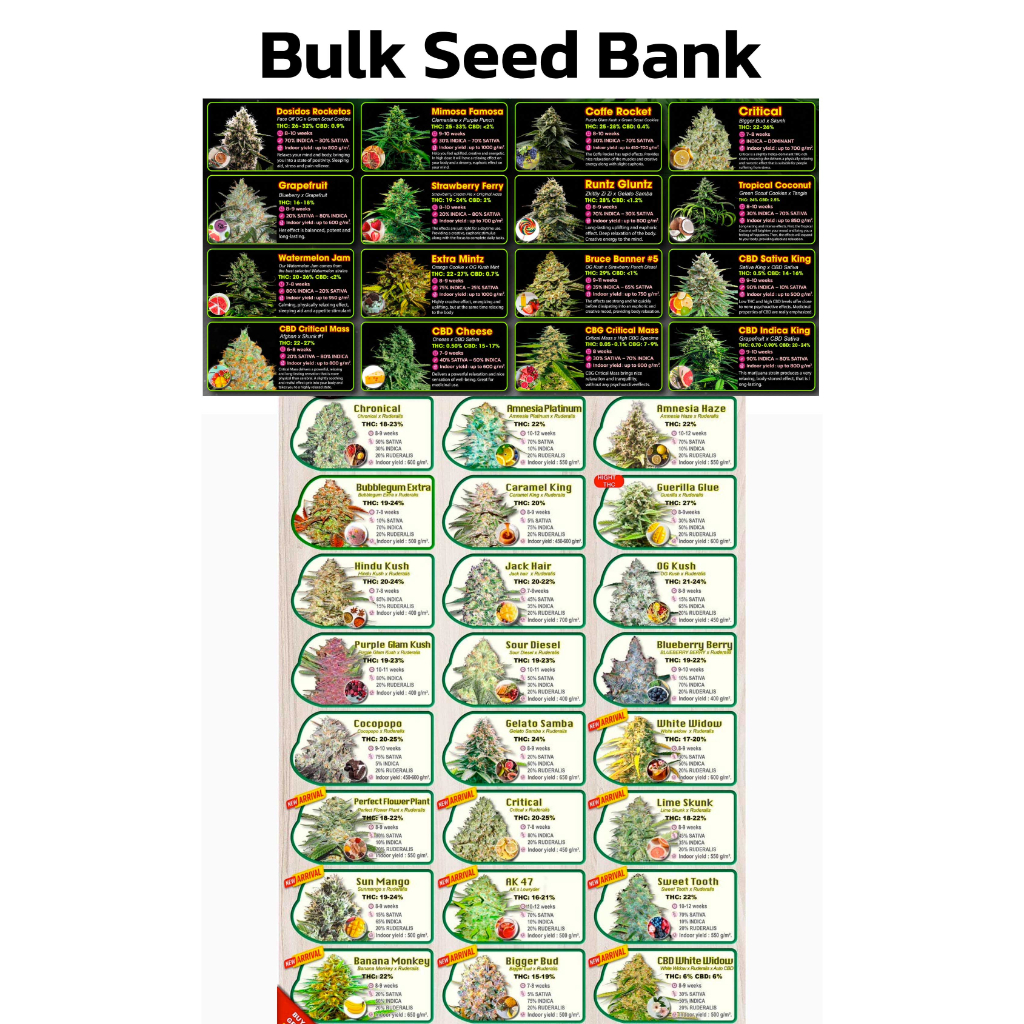 เมล็ดพันธุ์กัญชา-ออโต้-โฟโต้-เมล็ดค่าย-bulk-seed-bank-เพศเมีย-thc-สูง-แท้100-นำเข้าจาก-สโลวีเนีย-แบ่งขาย-part2