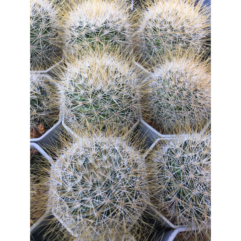 mammillaria-marcosii-yellow-spines-แมมเยลโล่สปิ้น