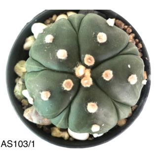 กระบองเพชร แคคตัส แอสโตรไฟตั้ม ฟุคุเรียว (Astrophytum asterias fukuryu) 5พูแทรก