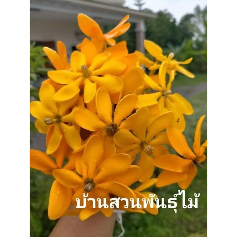 ต้นพุดน้ำบุษย์-บ้านสวนพันธุ์ไม้