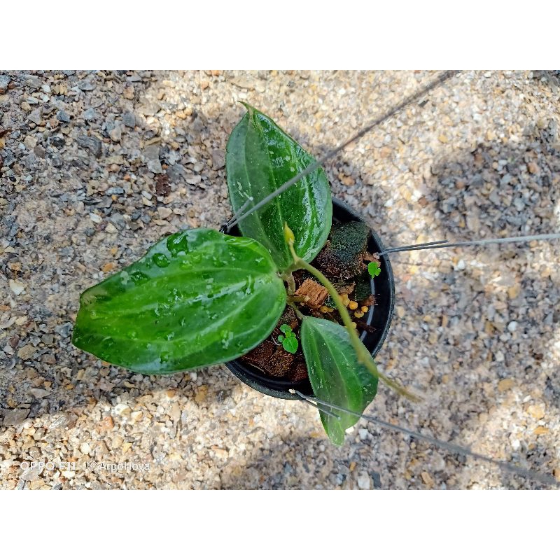 hoya-latifolia-bai-bua-โฮย่า-ลาทิฟอเลีย-ใบบัว