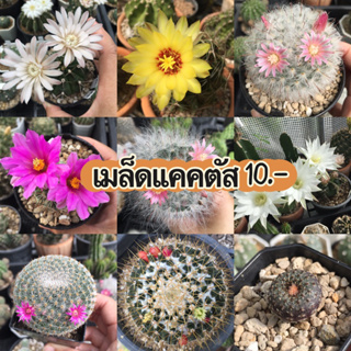 เมล็ดแคคตัส🌵 ⚠️ขั้นต่ำ50.-คละได้ 🗓️วันที่เก็บเมล็ดระบุที่ตัวเลือกค่ะ😊