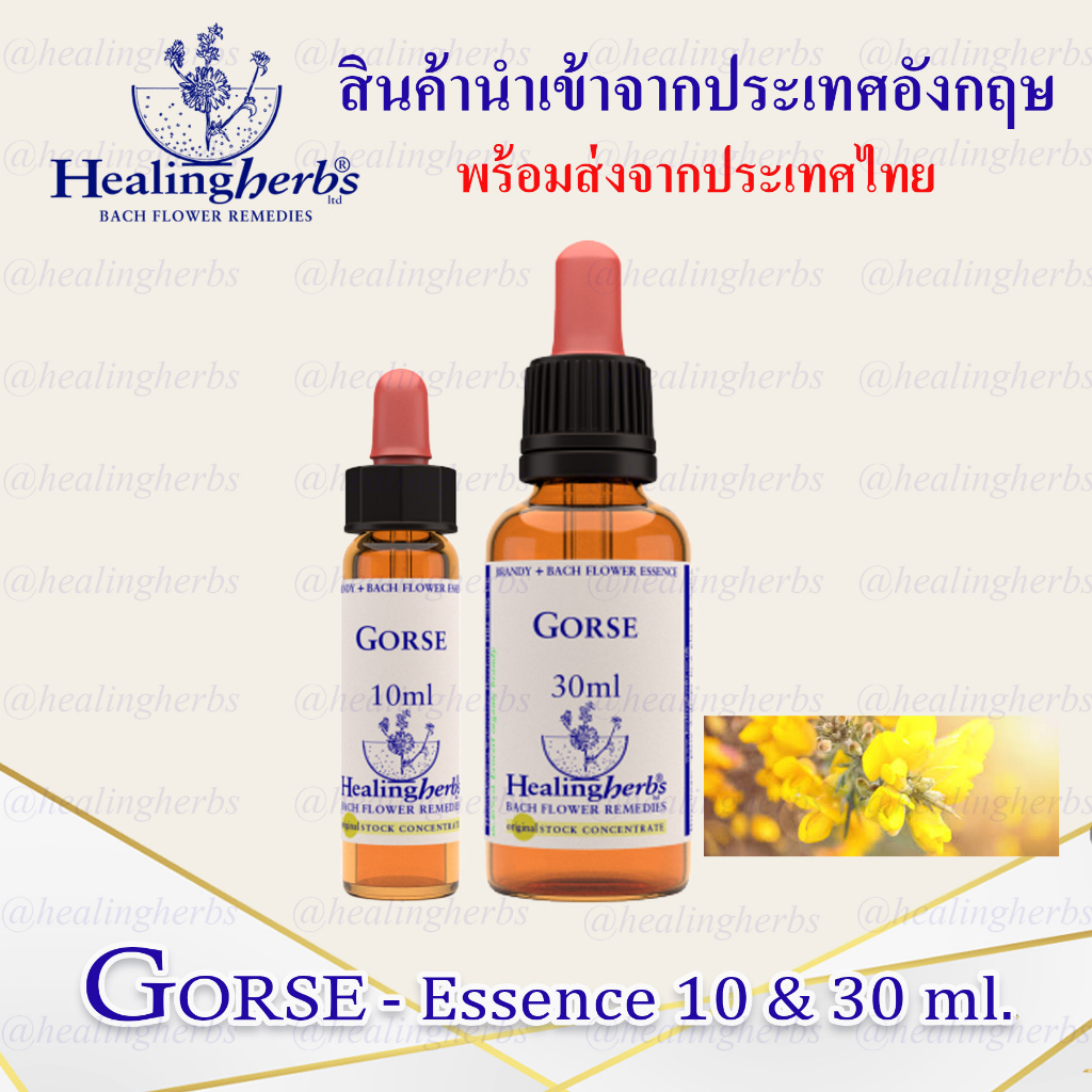 (Gorse) Bach Flower Essence (droppler) ขนาด 10 ml. หรือ 30 ml. ของแท้