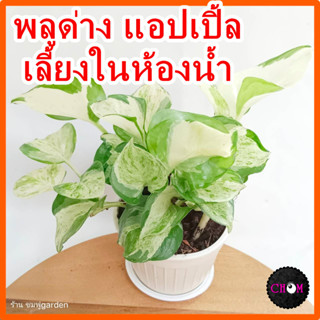 ต้นไม้ปลูกในห้องน้ำ ราคาพิเศษ | ซื้อออนไลน์ที่ Shopee ส่งฟรี*ทั่วไทย!