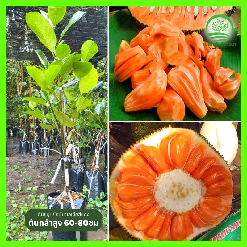 ต้นขนุนยักษ์มาเลเซียสีแดง-กิ่งตอนสูง-60-80-ซม-ออกลูกเยอะมาก-โตไว