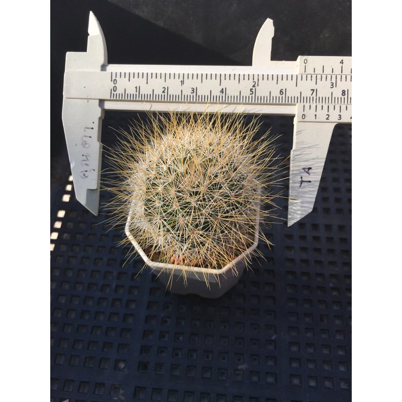 mammillaria-marcosii-yellow-spines-แมมเยลโล่สปิ้น