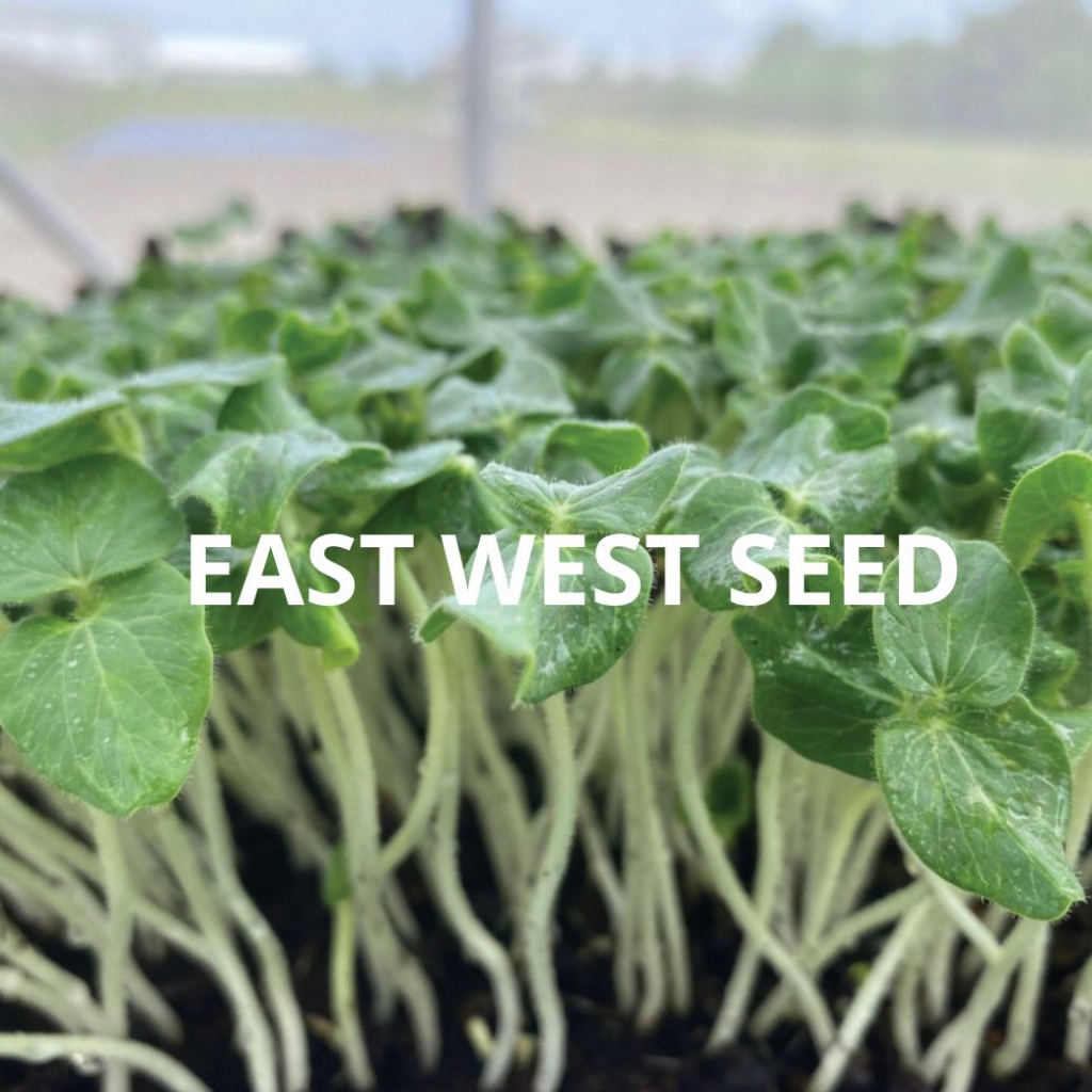 ศรแดง-เมล็ดพันธุ์ต้นอ่อนกระเจี๊ยบ-อ่อนกระเจี๊ยบ-east-west-seed-เมล็ดพันธุ์-ผักสวนครัว-ตราศรแดง