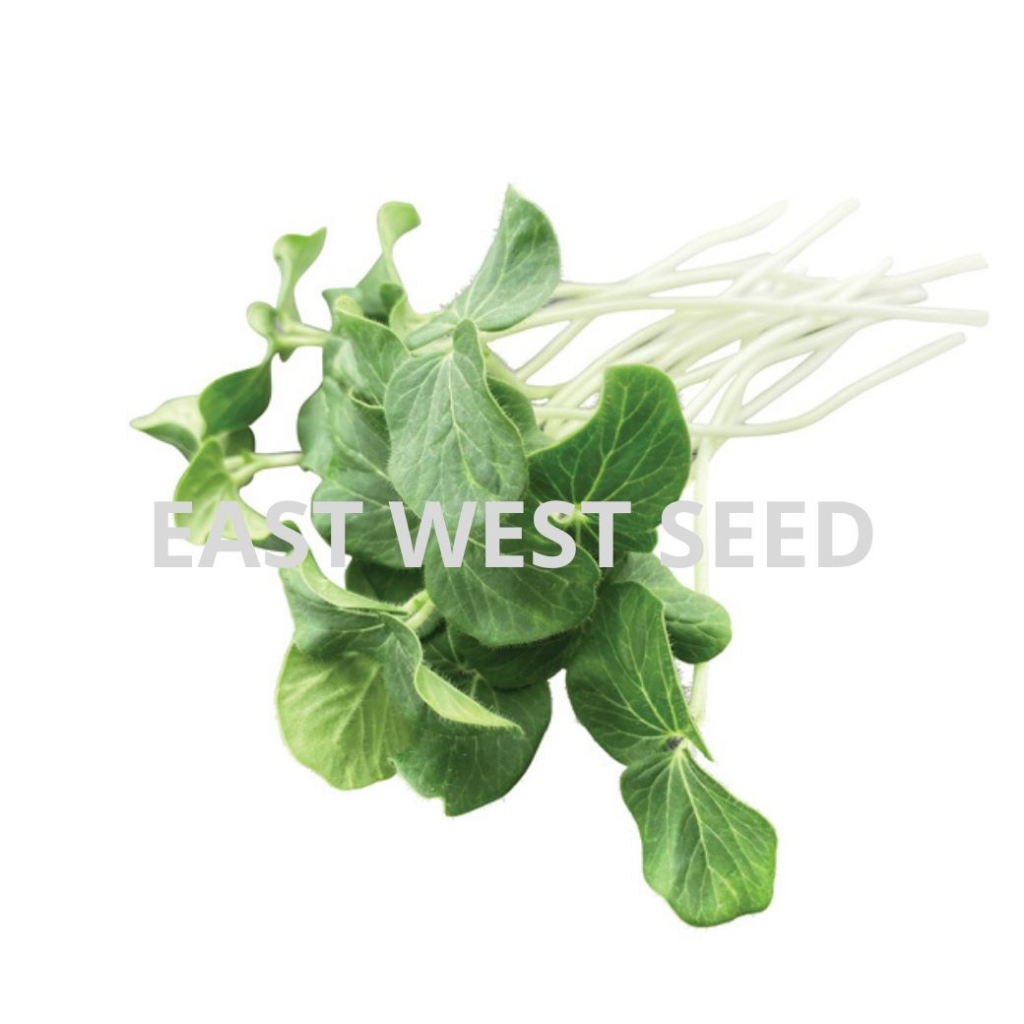 ศรแดง-เมล็ดพันธุ์ต้นอ่อนกระเจี๊ยบ-อ่อนกระเจี๊ยบ-east-west-seed-เมล็ดพันธุ์-ผักสวนครัว-ตราศรแดง