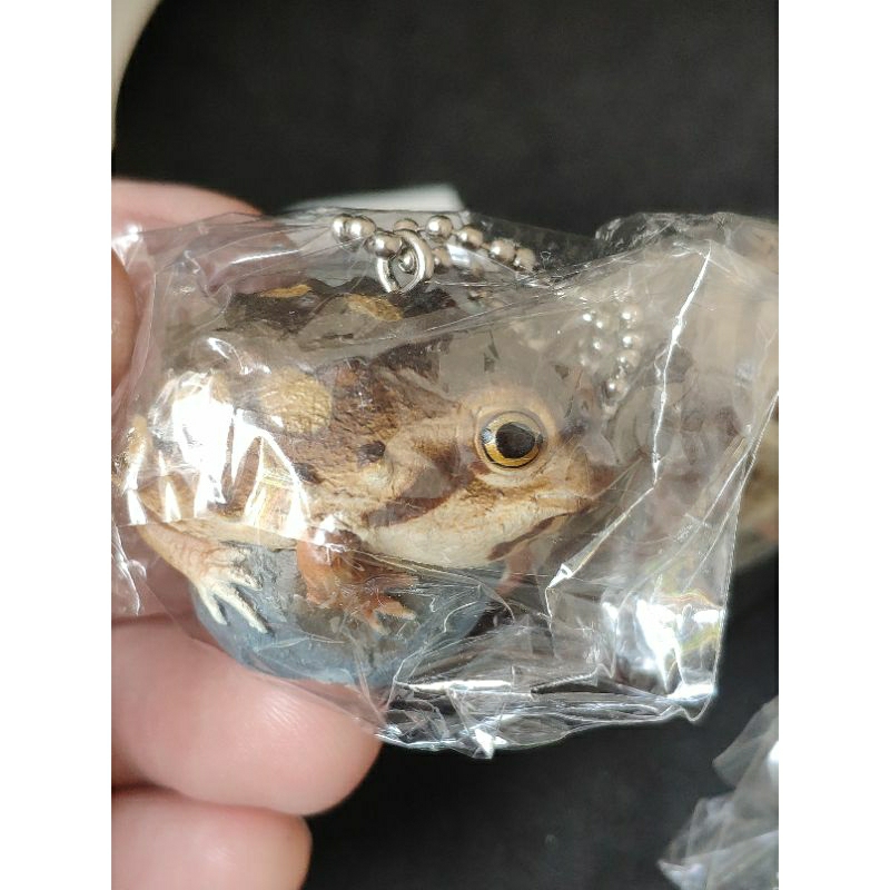qualia-american-frog-and-red-eye-tree-frog-mascot-ball-chain