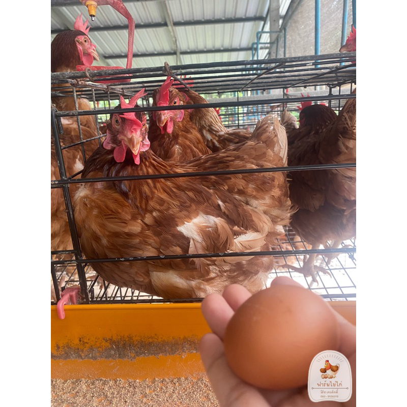 ไข่ไก่เบอร์-2-จากฟาร์ม-รับประกันความสดใหม่