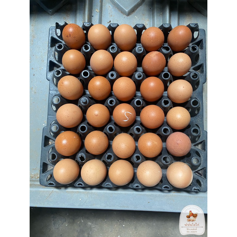ไข่ไก่เบอร์-5-จากฟาร์ม-รับประกันความสดใหม่