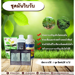 ชุดมันวิบวับ มันสำปะหลัง รากเยอะ โตไว ใบเขียวเข้ม มันหัวใหญ่ เร่งราก ขยายราก allaboutplants