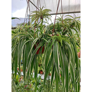 Spider Lily Big Leaf  เศรษฐีเรือนในใบใหญ่