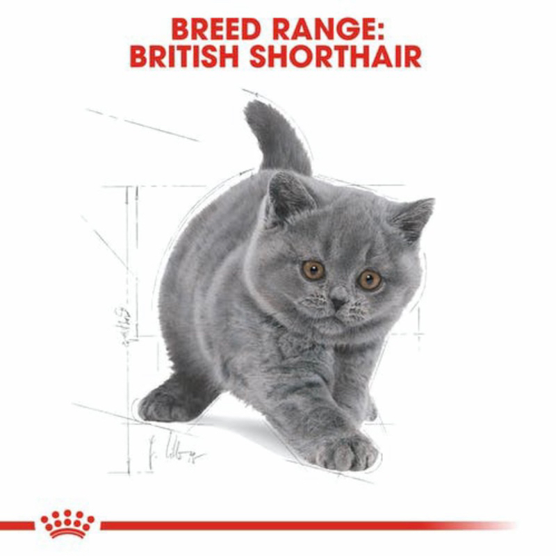 แบ่งขาย-royal-canin-kitten-british-shorthair-500g-800g