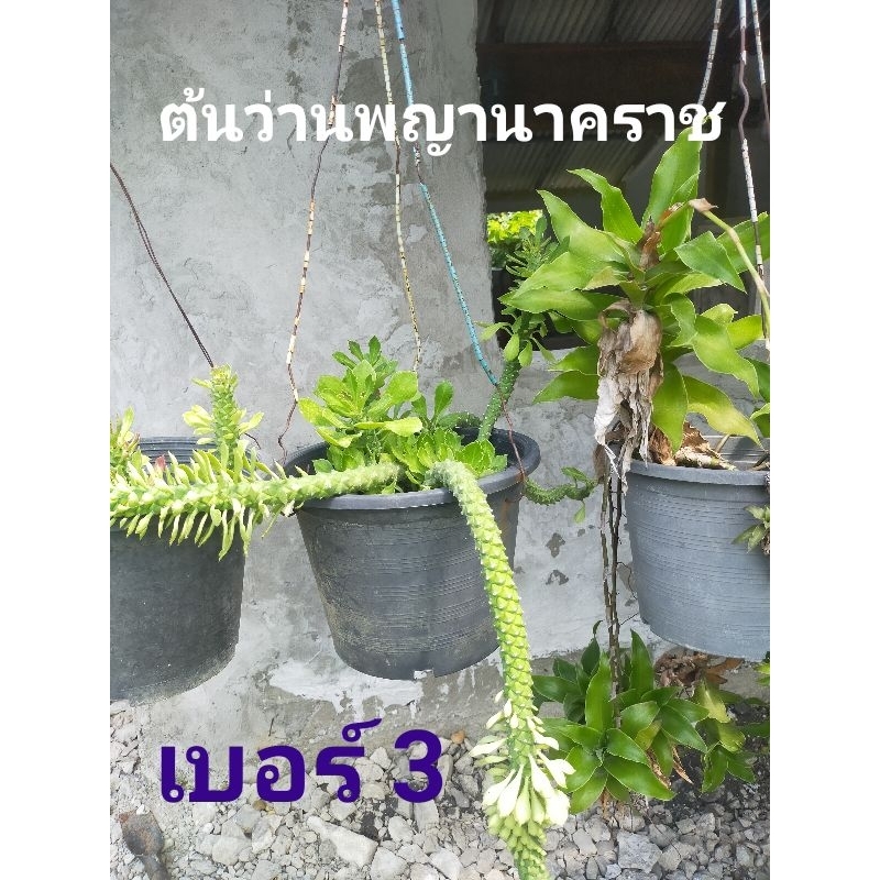 ต้นว่านพญานาคราช-ต้นไม้มงคล