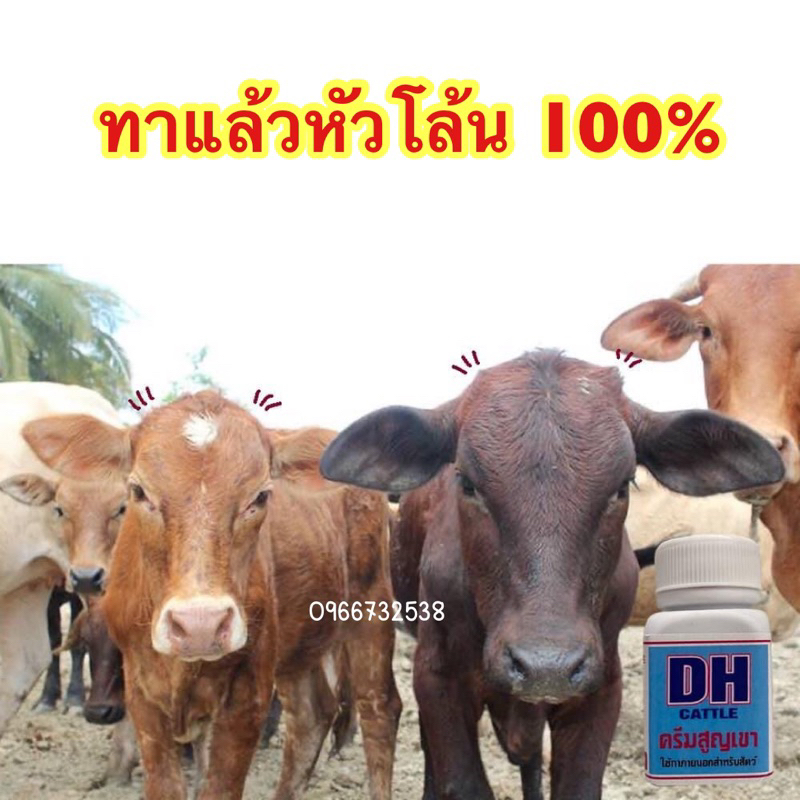 ภาพหน้าปกสินค้าครีมสูญเขา ครีมทาเขาวัว DH สำหรับสูญเขาวัวแรกเกิด ทาแล้วเขาไม่ขึ้น100% ปลอดภัย ไม่อันตรายกับน้องวัว จากร้าน nattawutsrimek1992 บน Shopee